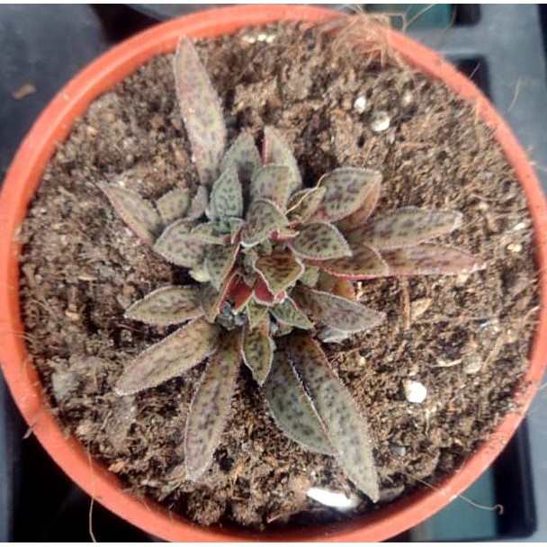 花簪髮簪多肉植物室內外植物觀賞療癒植栽 蝦皮購物