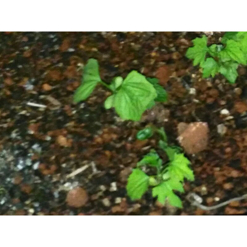 原生種山苦瓜苗瓜苗苦瓜苗種