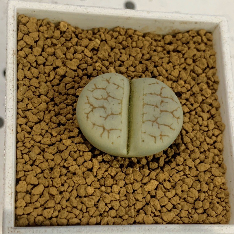 多肉植物石頭 Ptt Dcard討論與高評價網拍商品 21年11月 飛比價格