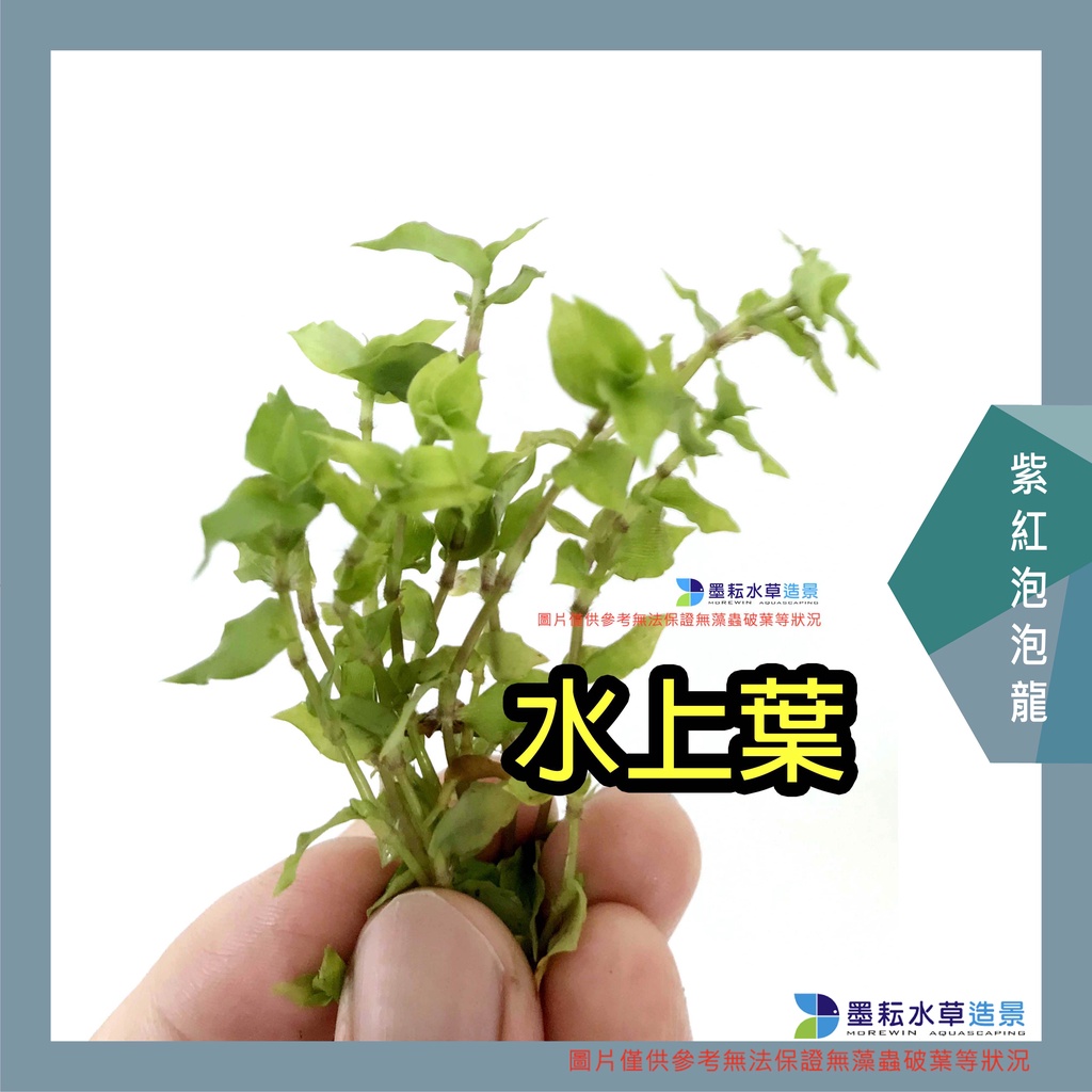 墨耘水草 紫紅泡泡龍 水上葉 10株50元中景一般級 蝦皮購物