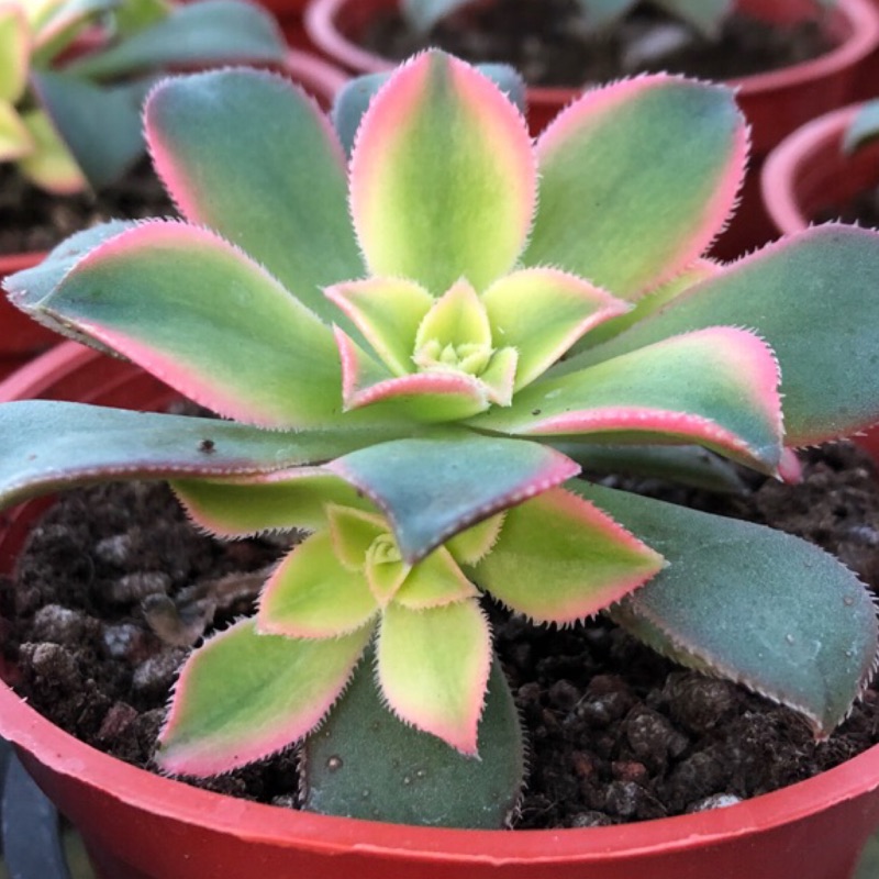 沅鈺農場多肉植物三色夕映 露養植物輕微曬傷 蝦皮購物