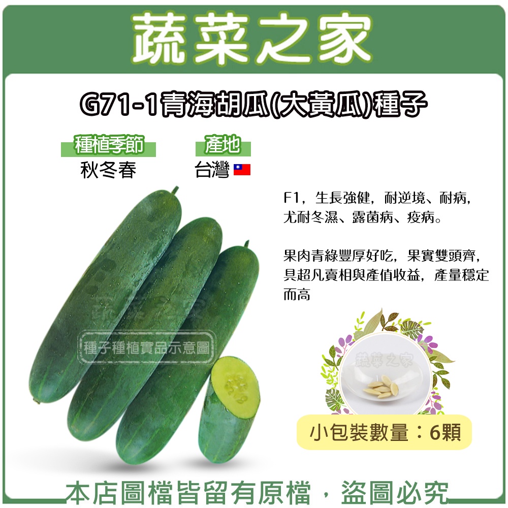 【蔬菜之家滿額免運】G71-1青海胡瓜(大黃瓜)種子6顆//F1，生長強健，耐逆境、耐病，尤耐冬濕、露菌病、疫病果菜類種