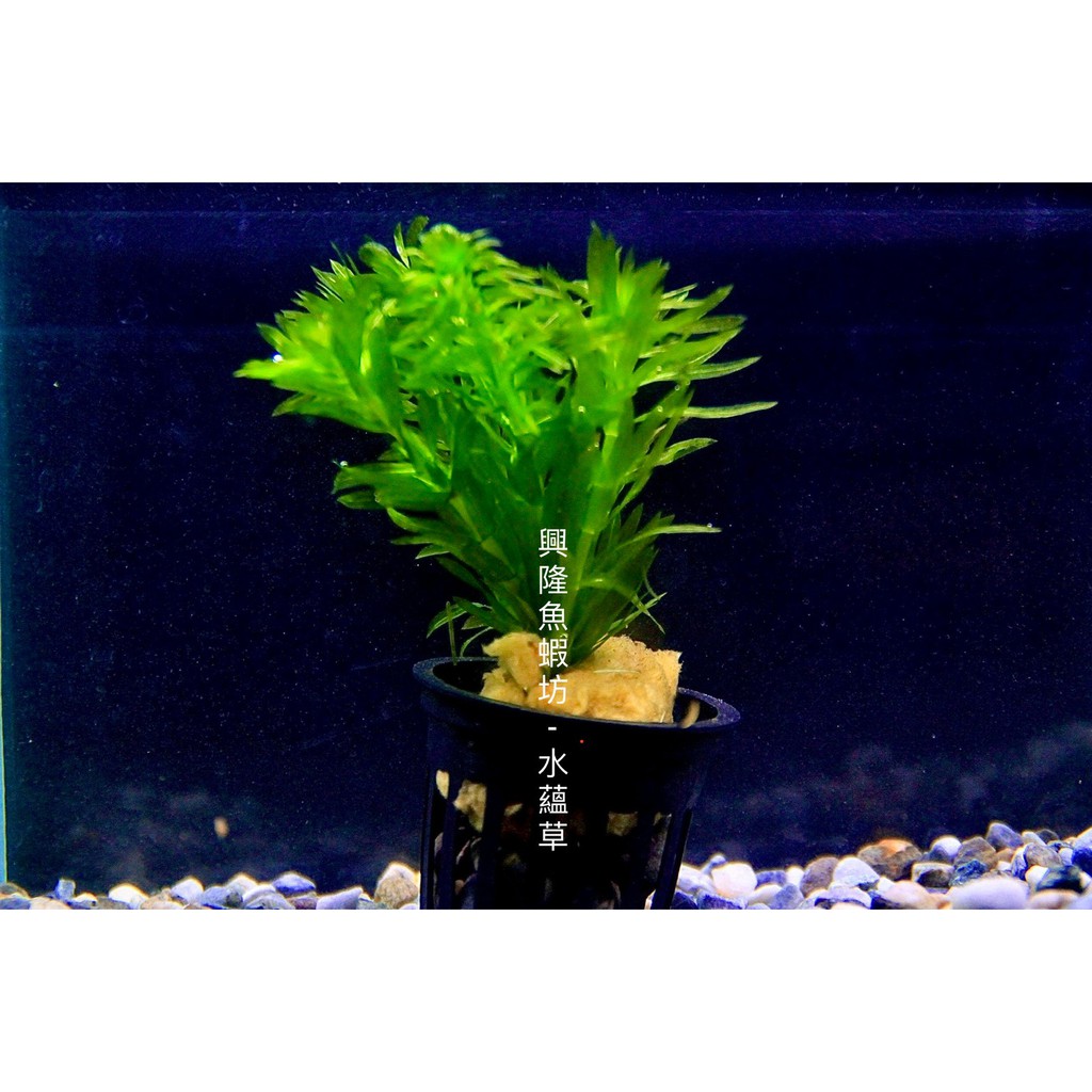 興隆魚蝦坊 水蘊草陰性水草水草造景魚缸擺設無需co2 蝦皮購物