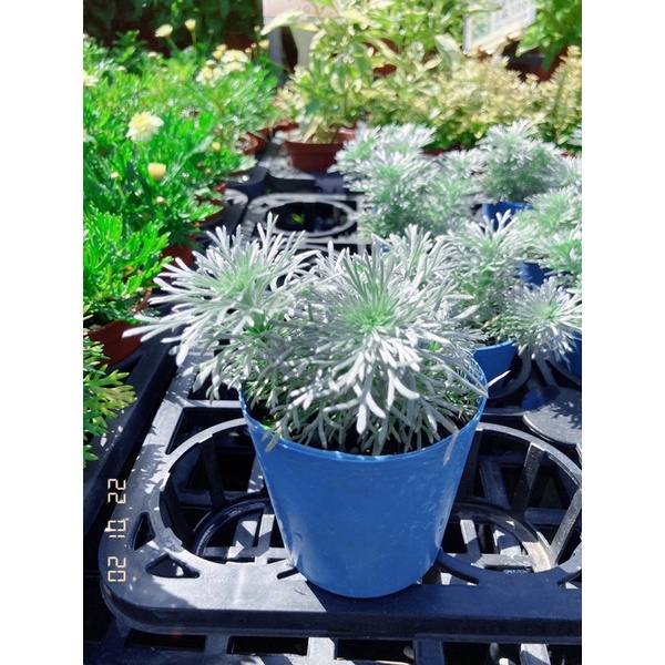 Jc小品園藝 朝霧草 銀葉草 南方苦艾3寸盆 植栽 植物 園藝 花藝 日照植物 觀葉植物 綠化植物 淨化空氣 蝦皮購物