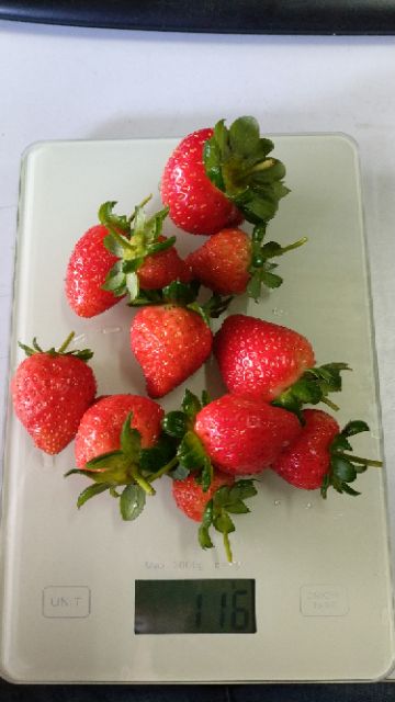蜜香草莓 蜜香草莓苗 大果草莓  草莓苗