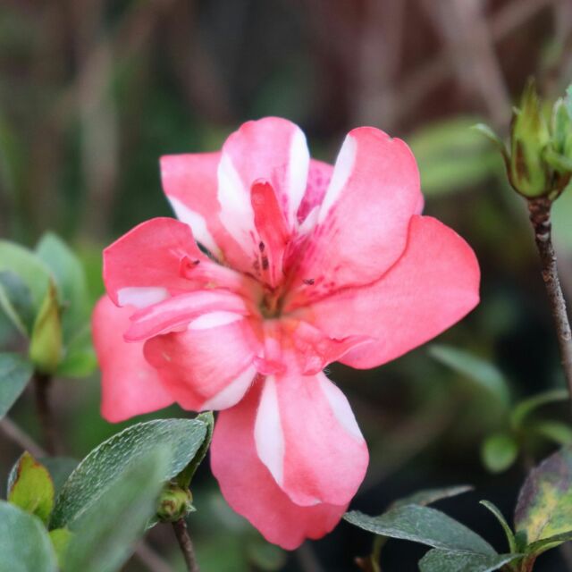 立山之舞杜鵑 杜鵑苗 3吋黑軟盆 花便宜轉運站 蝦皮購物