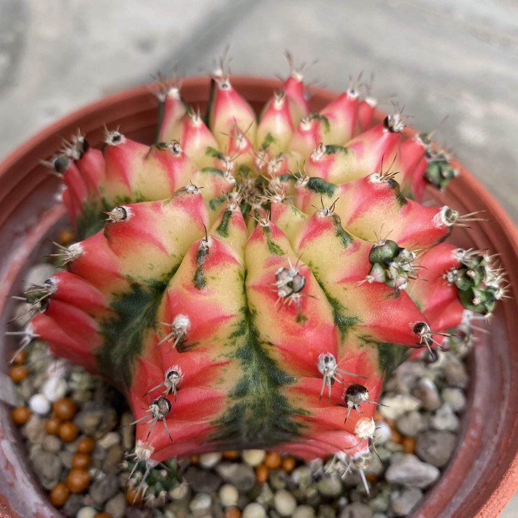 喬宇多肉仙人掌 緋牡丹錦火鳳凰 蝦皮購物