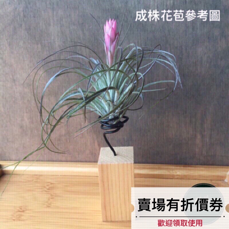 植藝 紅葉多國花 微微深葉 Tillandsia Stricta Red 空氣鳳梨空鳳空氣草多國花 蝦皮購物