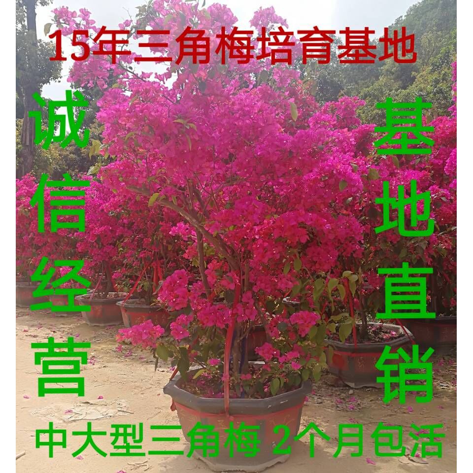 大型同安紅三角梅花卉盆景盆栽庭院廣場市政工程帶花四季水泥盆海外代購 蝦皮購物