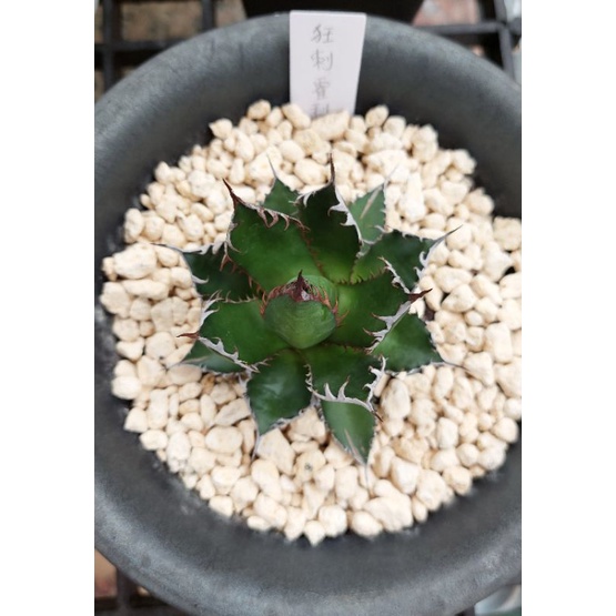 多肉植物 龍舌蘭 agave 狂刺霍利達 姬霍利達