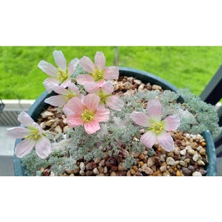 白皮月界 (sarcocaulon peniculinum)