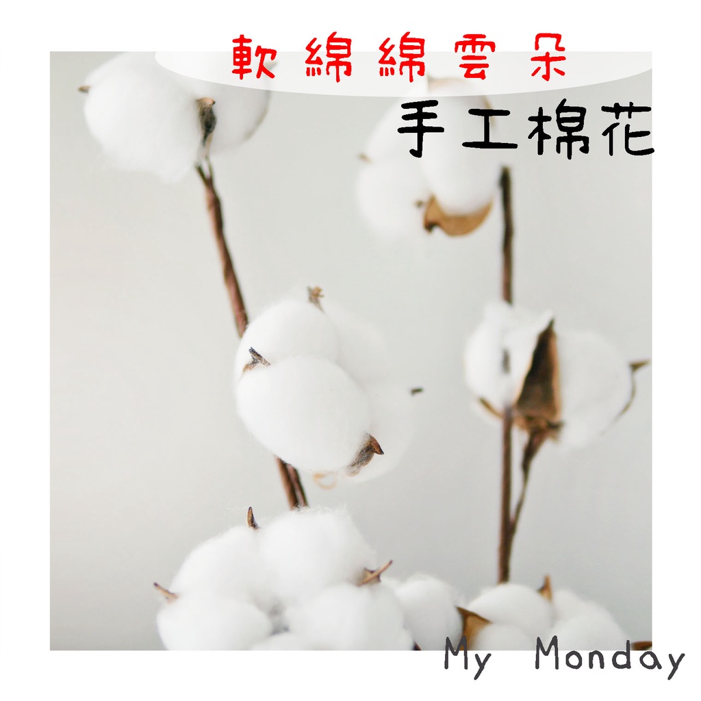 My Monday 衝評價！手工棉花 乾燥【棉花】天然 手工 永生花材 花束 手做 DIY 捧花 盆花 桌花