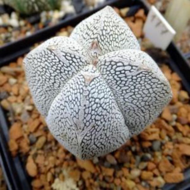 四角恩塚鸞鳳玉多肉植物大型仙人掌園藝綠手指 蝦皮購物