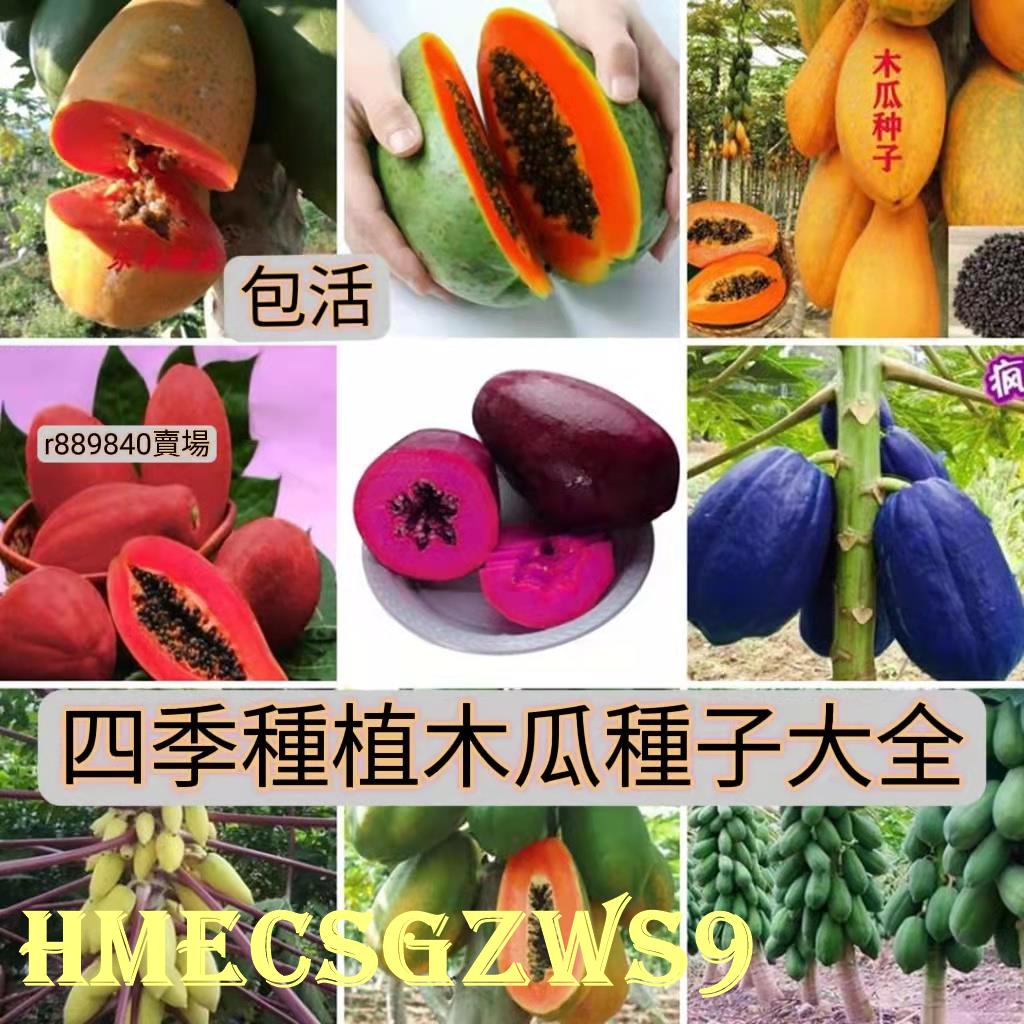 💋彎彎🍓【超高發芽率】木瓜種子大全 木瓜種籽 番木瓜種子甜瓜種子紅心木瓜種子 紅心牛奶木瓜木瓜籽薄皮多汁四季種植水果