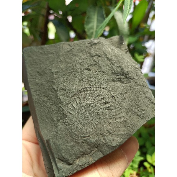 [程石] 中國  阿爾圖菊石化石群體