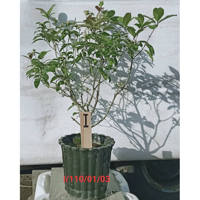 桂花樹 強招貴人 提升貴氣 四季開花 四季專用桂花樹 盆栽式 樹型美 照顧栽種容易i 蝦皮購物