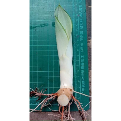銀后虎尾蘭側芽， 18公分,如圖