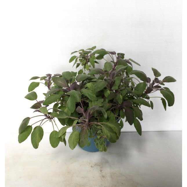 花囍園 香草水果苗 紫葉鼠尾草 白花鼠尾草 紫灰色葉片 花期4 6 月 5吋高約10 15cm 蝦皮購物