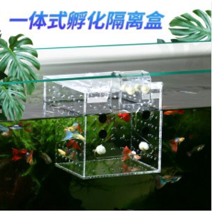 七月的私藏好物 魚缸隔離盒魚缸隔離盒孔雀魚繁殖盒透明亞克力孵化盒保護烏龜小魚苗幼魚產房 蝦皮購物