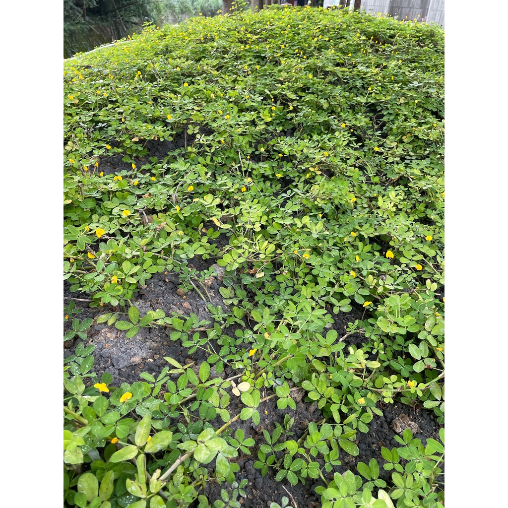 蔓花生 地被植物 水土保持植物