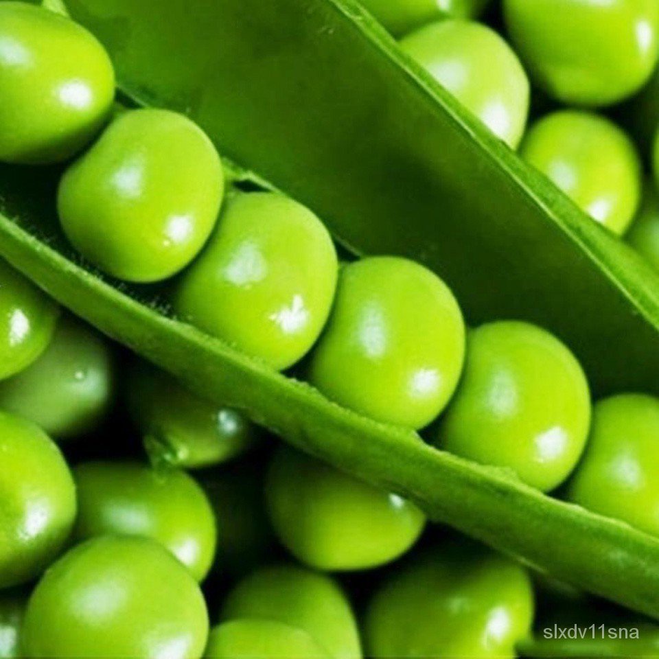 豆苗種子 Ptt Dcard討論與高評價網拍商品 21年11月 飛比價格