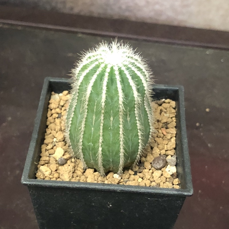 C91 子吹王冠短毛丸熊多肉植物8 4 蝦皮購物