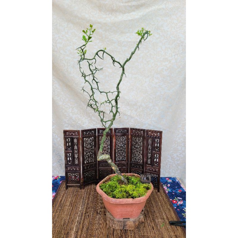 雅舍盆栽 雲龍柑 蝦皮購物