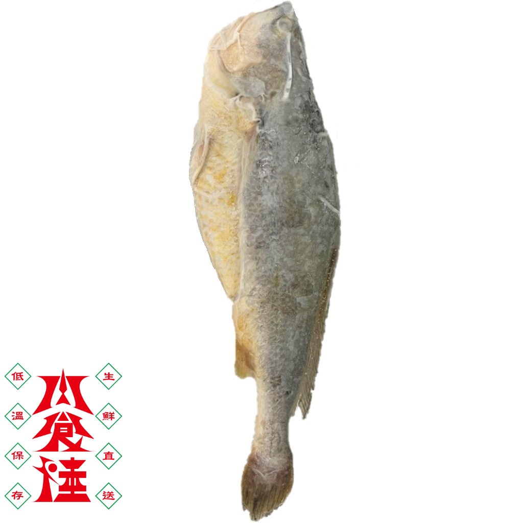 缺貨中 野生黃魚 整尾 長35公分以上 600g±50g  【限時！8尾以上免運】