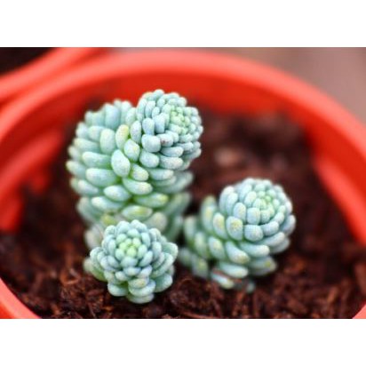 1吋迷你盆旋葉姬星美人景天科多肉植物 蝦皮購物