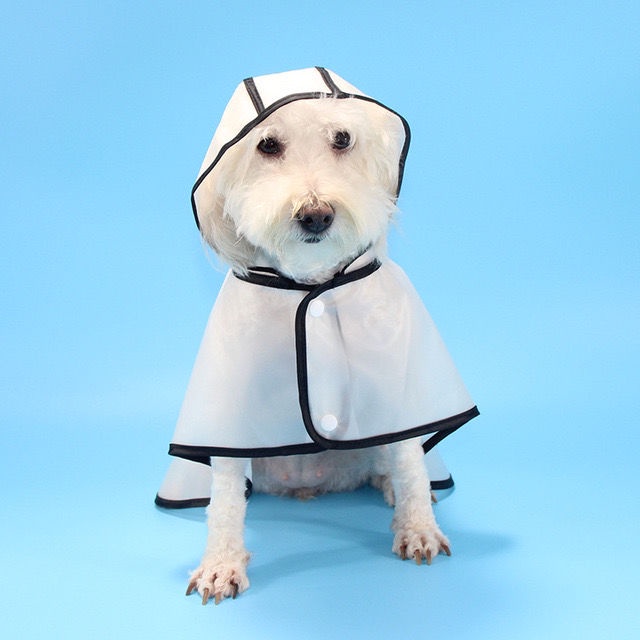 現貨 寵物雨衣中小型犬戴帽透明黑邊雨衣狗狗雨披斗篷雨具用品 蝦皮購物