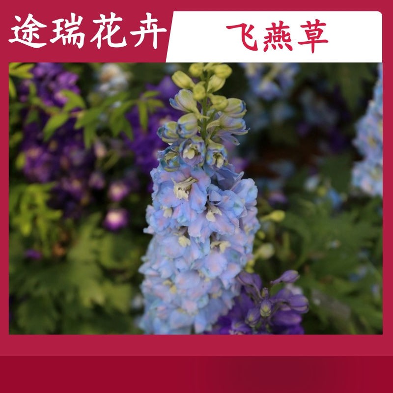成活率高 種子 飛燕草種籽鴿子花百部草千鳥花蘿小花陽臺庭院盆栽種子草本植物花 四季可種植 蝦皮購物