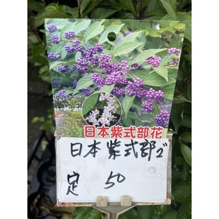 日本紫式部自花結果 蝦皮購物