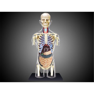 4D MASTER益智拼裝玩具人體1:6人體半身內臟器官解剖醫學用模型