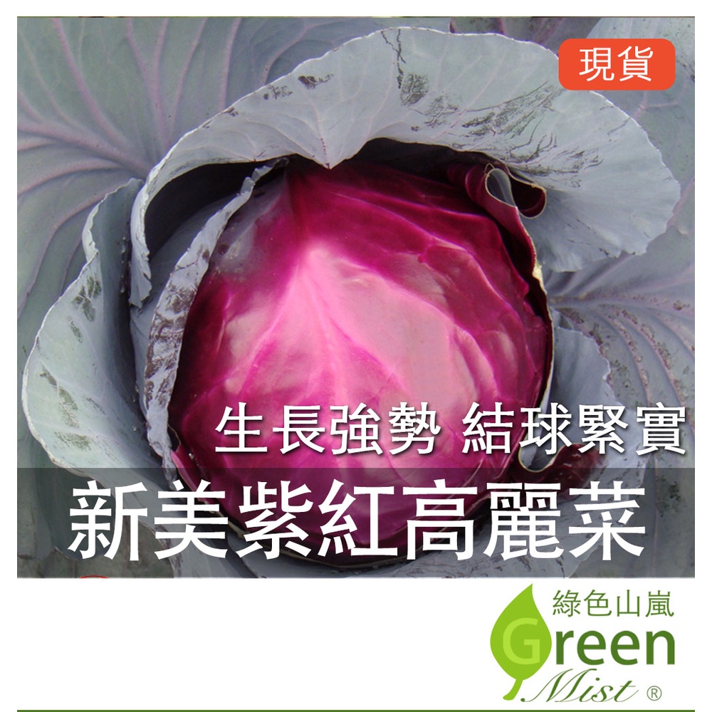 現貨- 新美紫紅高麗菜(0.47g約100粒種子) 紫紅甘藍 紫色高麗菜 高麗菜種子 甘藍種子 蔬菜種子【綠色山嵐】