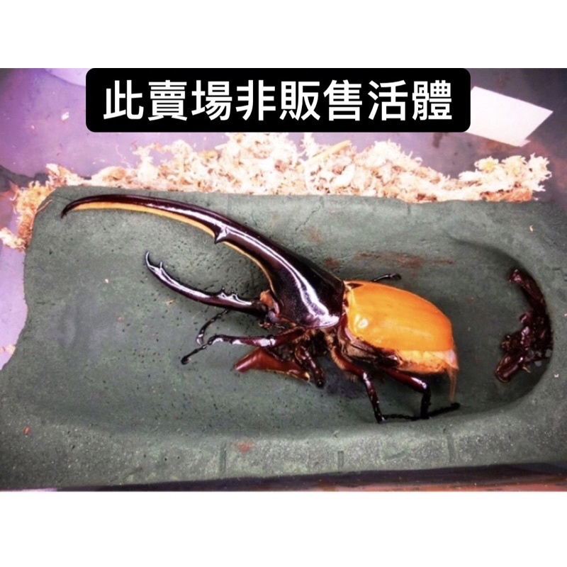 Ak 長戟大兜蟲專用人工蛹室13 17公分適用 其他尺寸亦可訂製 此賣場非販售活體 蝦皮購物