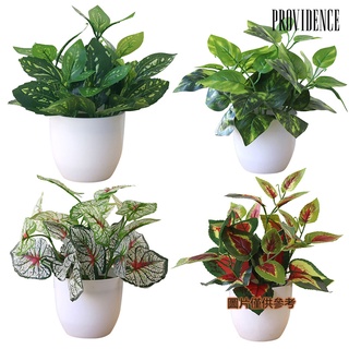 providencem1 仿真植物盆栽 冷水葉婚慶隔斷裝飾 萬年青商場綠化假樹景觀草