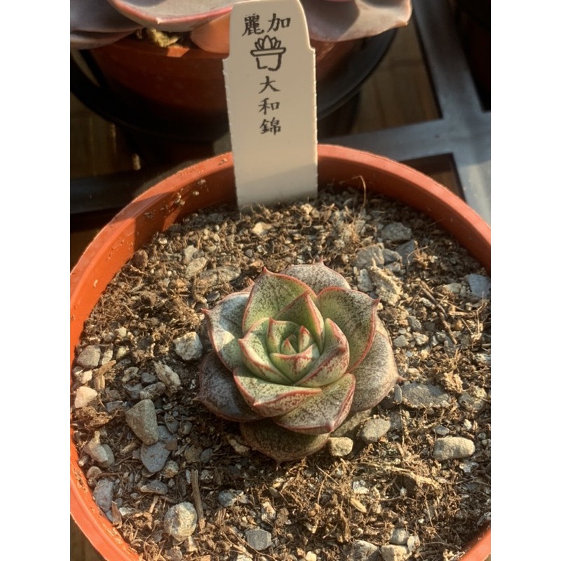 麗加蘭園 多肉植物 大和錦 蝦皮購物