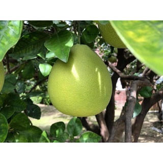 ［花香柚來果園］正宗麻豆老欉文旦～柚子～白柚～酪梨🥑～中秋送禮