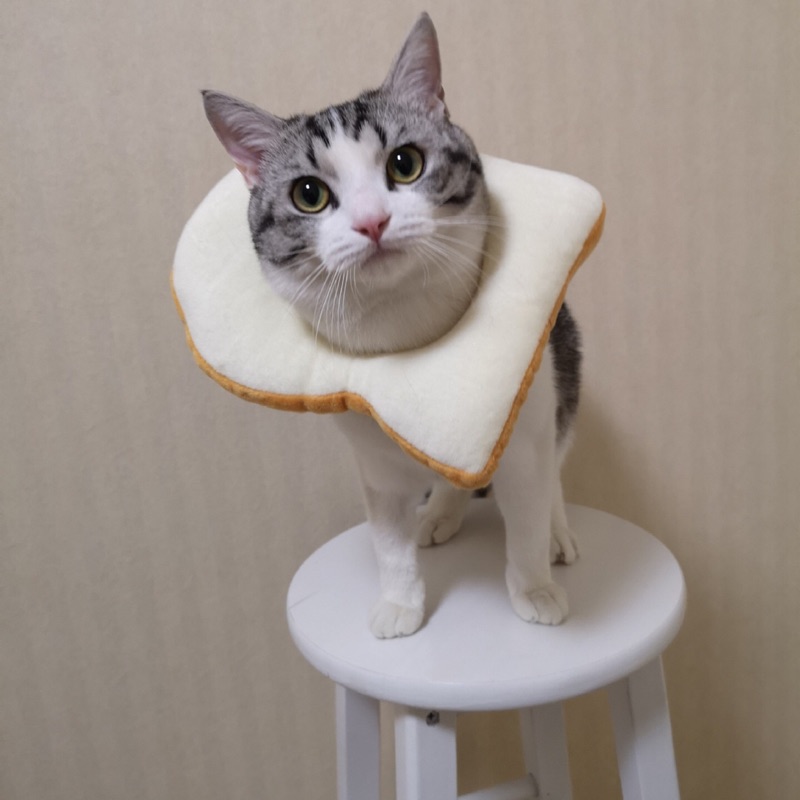 🎀寵物防舔頭套🎀吐司頭套 羞羞頭套 犬貓適用 麵包 造型頭套