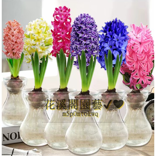 風信子種子盆栽水培水養花種子盆栽植物套裝室內土培四季開花 蝦皮購物