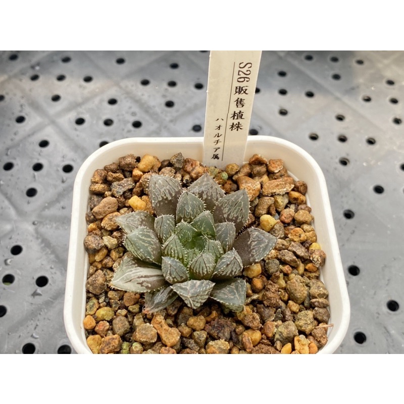 多肉植物ハオルチア 桜水晶錦極上斑 | beia.com.do