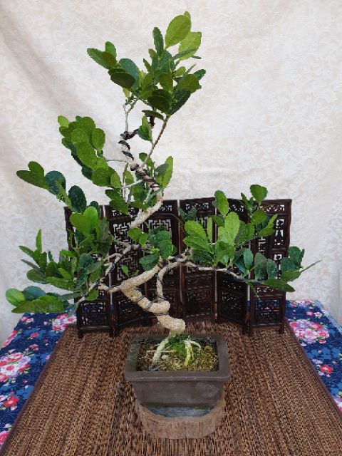 雅舍盆栽 山柑 蝦皮購物