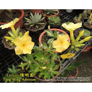 橘花 優惠推薦 22年10月 蝦皮購物台灣