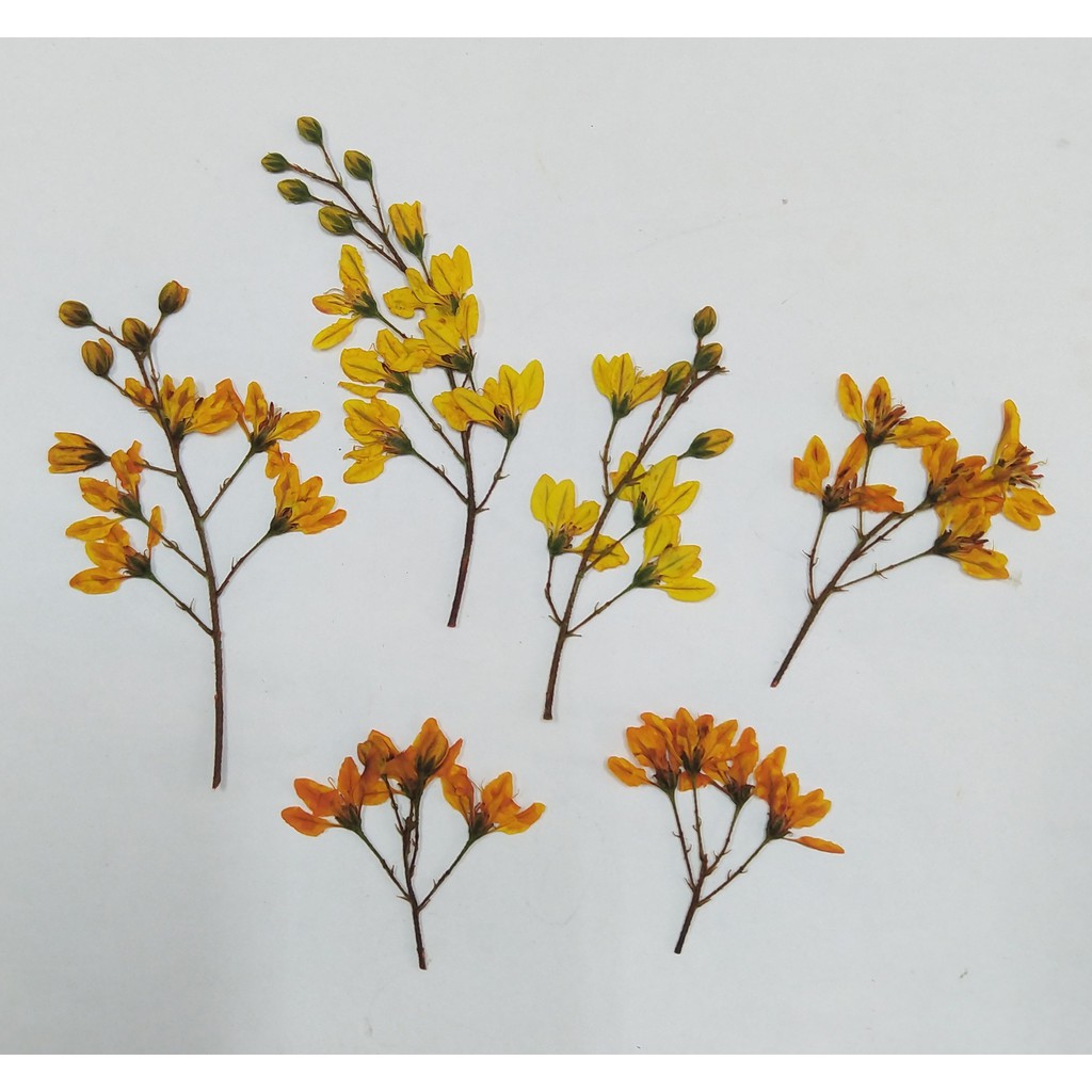 花標本 優惠推薦 21年10月 蝦皮購物台灣