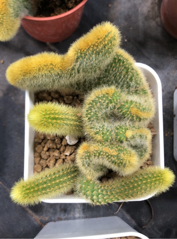 Lolo 貓尾巴貓尾綴化多肉植物3吋裸根歡迎聊聊看近照 蝦皮購物