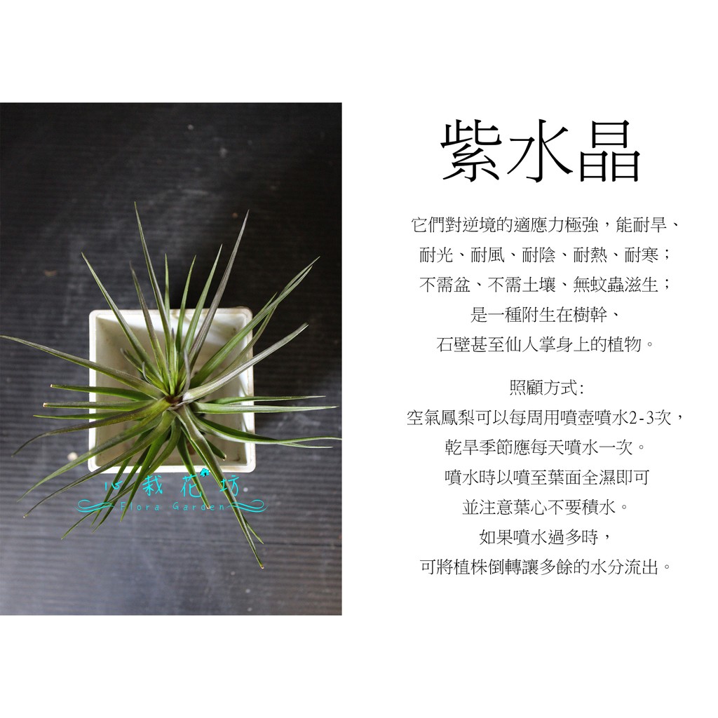 心栽花坊-紫水晶/空氣鳳梨/懶人植物/售價150特價120