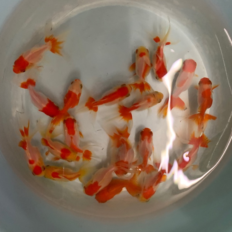 飼料金魚皮球獅頭 蝦皮購物
