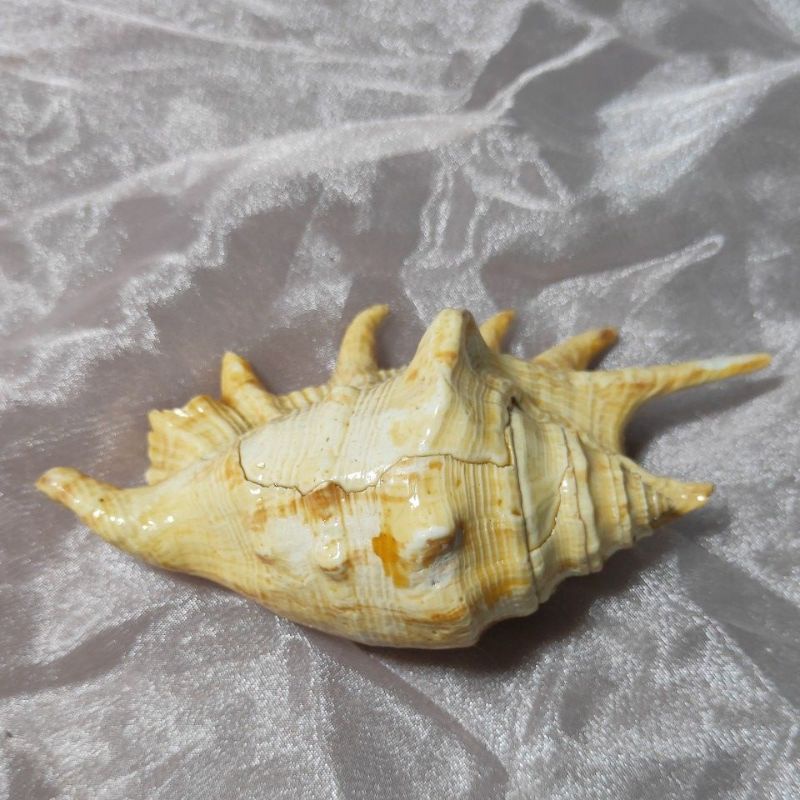 貝殼-大七角螺(天然海螺貝殼蛛螺) 12*6*5cm