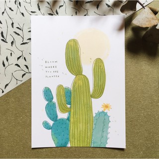Blooming Cactus 曼蒂明信片