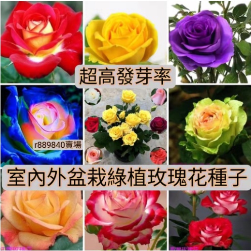 2🍓台灣💋【玫瑰花種子庭院新手易稀有品種 玫瑰種籽 超低價 室內外盆栽綠植